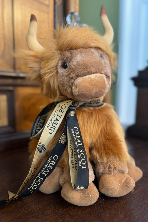 Archie Highland Coo