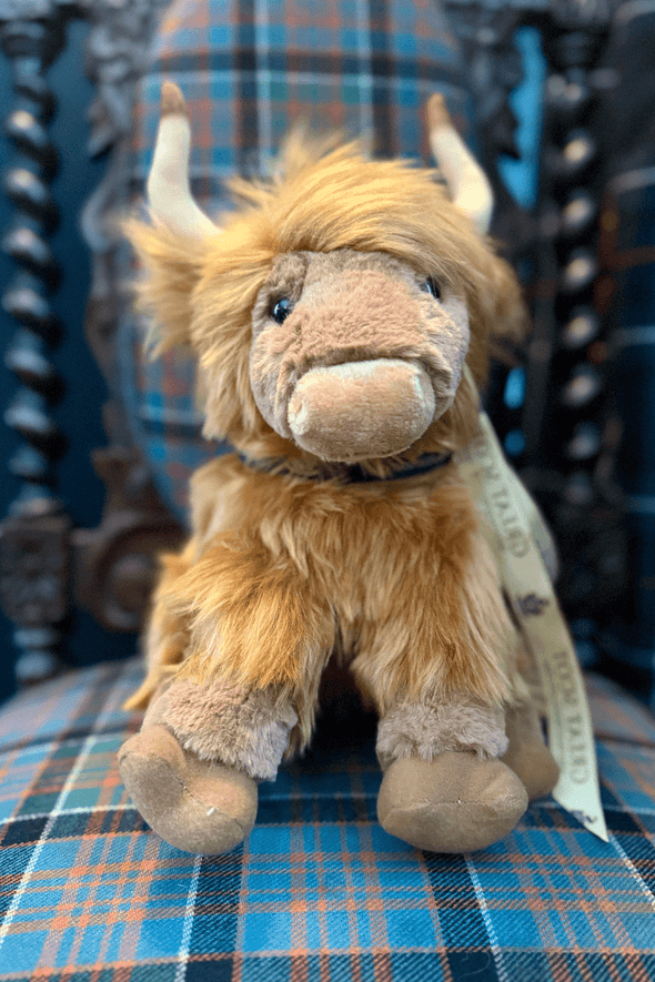 Archie Highland Coo